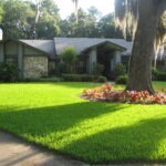 Large tree landscaping