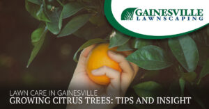 Lawn Care In Gainesville And Growing Citrus Trees Tips And Insight