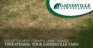Five Of The Most Common Lawn Diseases Threatening Your Gainesville Yard