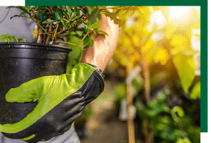 Shrub planting