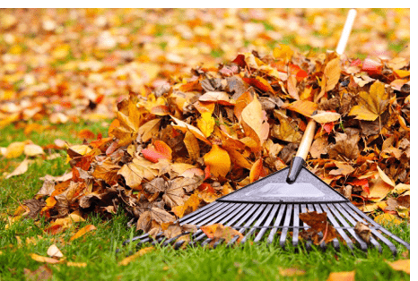 Yard cleanup