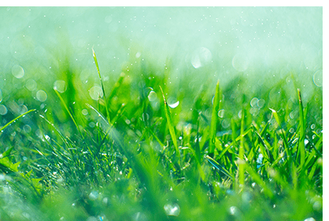 Closeup of green grass