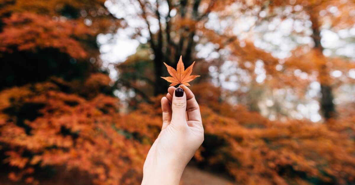 Landscapes-for-Fall-Winter-1-5da50ba665a81